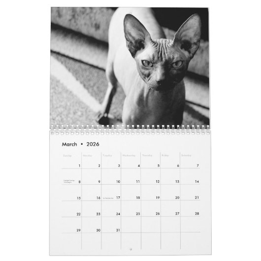 2020 Sphynx Kitten Kalender (Mar 2026)