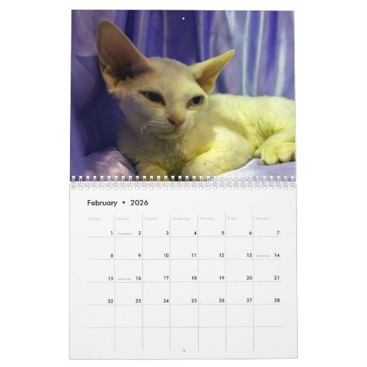 2020 Sphynx Kitten Kalender (Feb 2026)