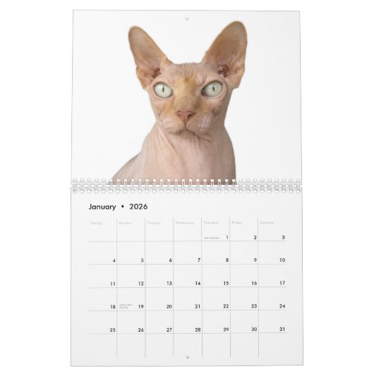 2020 Sphynx Kitten Kalender (Jan 2026)