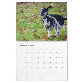 2020 Violetville Pet Calendar ~ Zoomies Edition Kalender (Feb 2026)