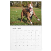 2020 Violetville Pet Calendar ~ Zoomies Edition Kalender (Jan 2026)