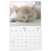 2021 Catnip Cuties Katten en Kittens Kalender (Mar 2027)