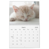 2021 Catnip Cuties Katten en Kittens Kalender (Mar 2026)