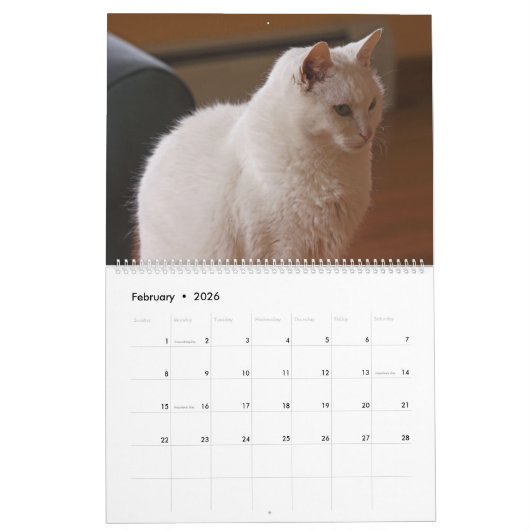 2021: Handsome White Cats Kalender (Feb 2026)
