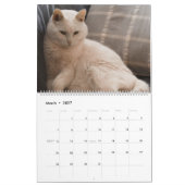 2021: Handsome White Cats Kalender (Mar 2027)