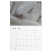 2021: Handsome White Cats Kalender (Jan 2027)