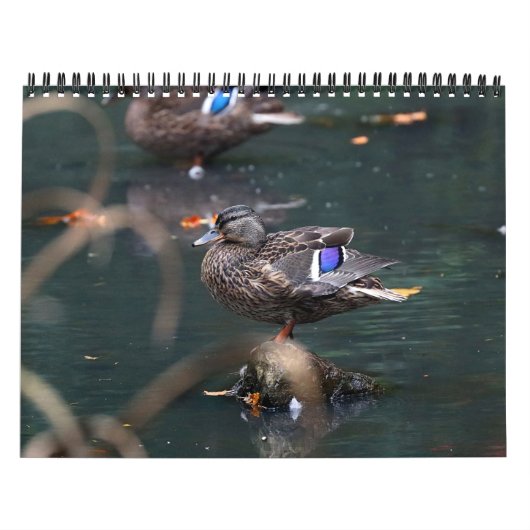 2021 Mallards Kalender (Hoes)