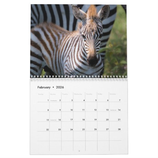 2021 Zebra Liefdeskalender Kalender (Feb 2026)