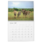 2021 Zebra Liefdeskalender Kalender (Jan 2027)