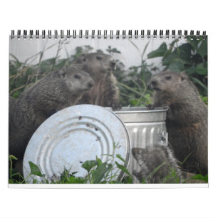 2022 12-maandelijkse Groundhog-fotokalender voor d Kalender