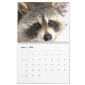 2022 Raccoons van de "Wild Blue Yonder Raccoon Res Kalender (Mar 2026)