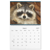 2022 Wild Blue Yonder Raccoon Rescue Kalender (Mar 2027)