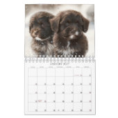 2023 Chocolade Havanese Puppy Calendar door HavaHu Kalender (Jan 2027)