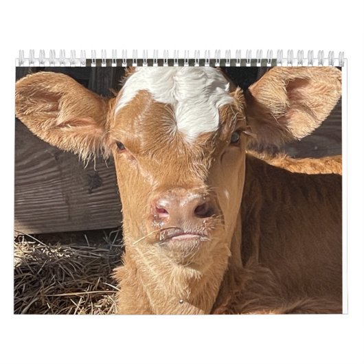 2023 Cow Calendar Kalender (Hoes)