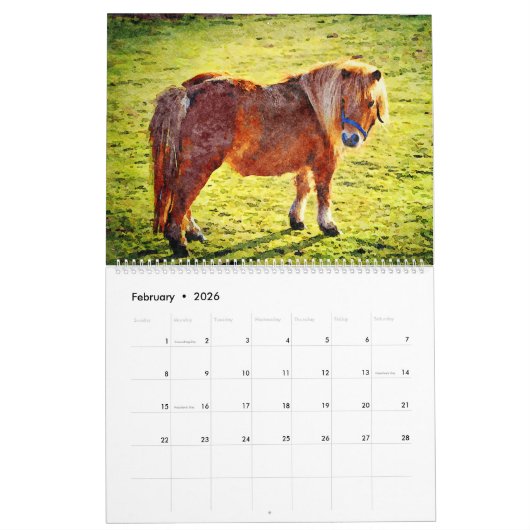 2023 Hardy Shetland Ponies Waterverf schilderkunst Kalender (Feb 2026)