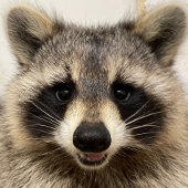 2023 Kalendergebieden van Gordon Wildlife Kalender