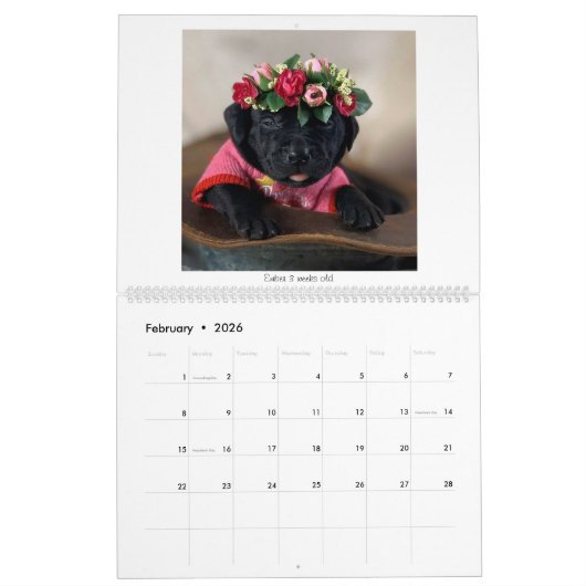 2023 Mastador Puppy Calendar Kalender (Feb 2026)