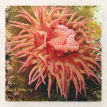 2023 Northwest Calendar April Glass Onderzetter