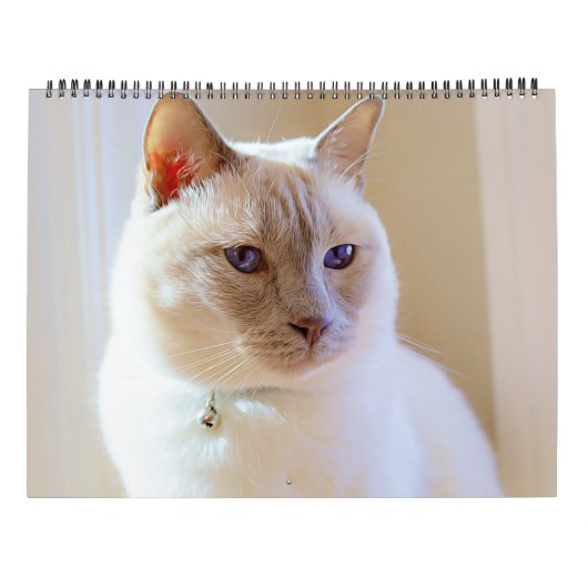 2023 Siamese Royalty Calendar Kalender (Achterkant)