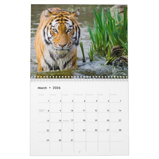 2023 Tijger Fotografie in het wild levende dieren Kalender (Mar 2026)