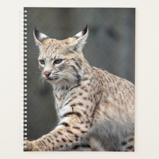 2024 Bobcat Planner (Voorkant)