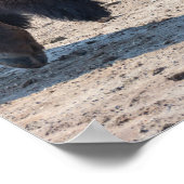 2024 - "Buffel" Poster (Hoek)