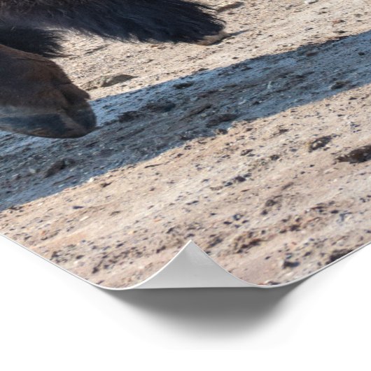 2024 - "Buffel" Poster (Hoek)