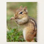 2024 Chipmunk in de Adirondacks Planner (Achterkant)