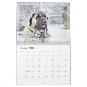 2024 Fotokalender: Bont baby's, huisdieren, katten Kalender (Jan 2026)