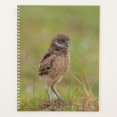 2024 Jonge Burrowing Uil Planner (Voorkant)