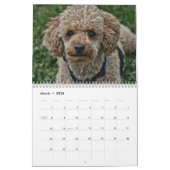 2024 Kalender Schattige Poodle Dog Afbeeldingen (Mar 2026)
