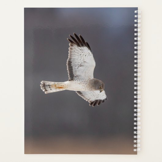 2024 Northern Harrier Hawk Planner (Achterkant)