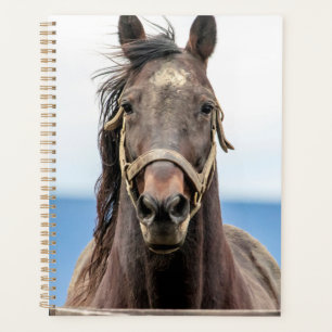 2024 Paard Planner