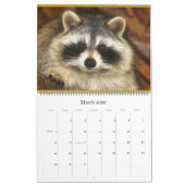 2024 Wasberen van Wild Blue Yonder Wildlife Rescue Kalender (Mar 2026)