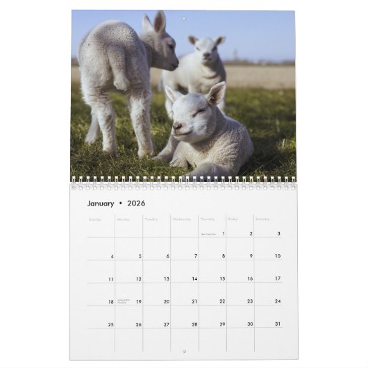2025 Baby Schapenlam Kalender (Jan 2026)