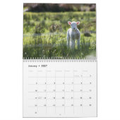 2025 Baby Schapenlam Kalender (Jan 2027)