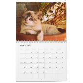2025 Bengaalse kat Kalender (Mar 2027)