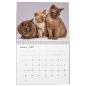 2025 Bengaalse kat Kalender (Jan 2027)