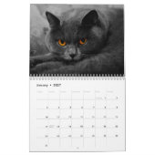 2025 Black Cats Fotokalender Kalender (Jan 2027)