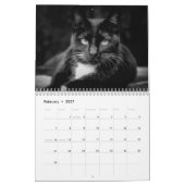 2025 Black Cats Fotokalender Kalender (Feb 2027)