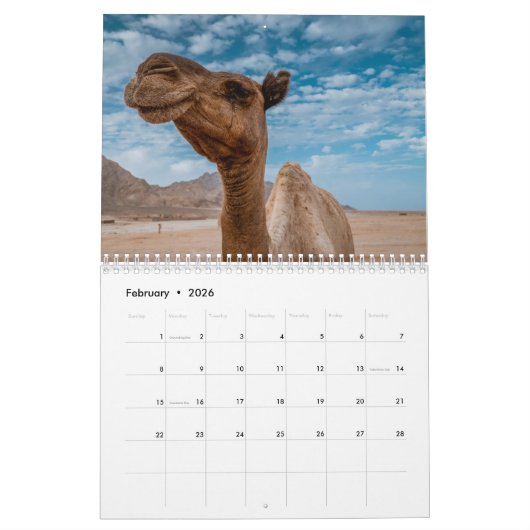 2025 Camel Kalender (Feb 2026)