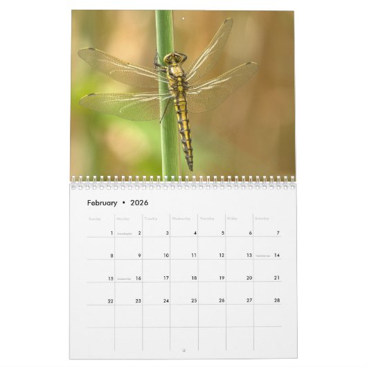 2025 Dragonfly Kalender (Feb 2026)