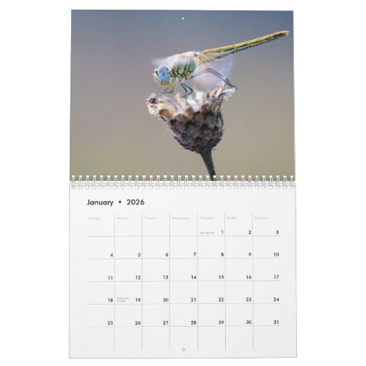 2025 Dragonfly Kalender (Jan 2026)