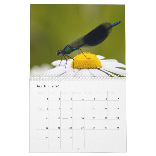 2025 Dragonfly Kalender (Mar 2026)