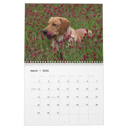2025 gele Lab Labrador Retriever Wall Calendar Kalender (Mar 2026)