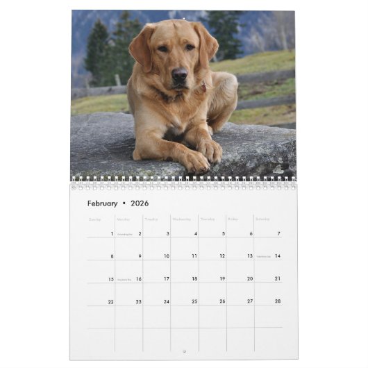 2025 gele Lab Labrador Retriever Wall Calendar Kalender (Feb 2026)
