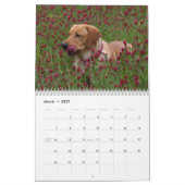 2025 gele Lab Labrador Retriever Wall Calendar Kalender (Mar 2027)