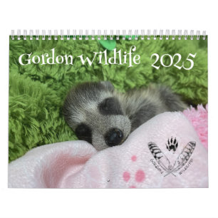 2025 Gordon Wildlife Raccoon Kalender