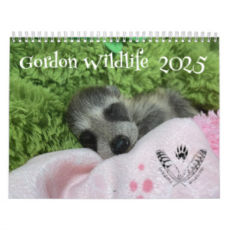 2025 Gordon Wildlife Raccoon Kalender