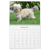 2025 Havanese Muurkalender Kalender (Jan 2027)